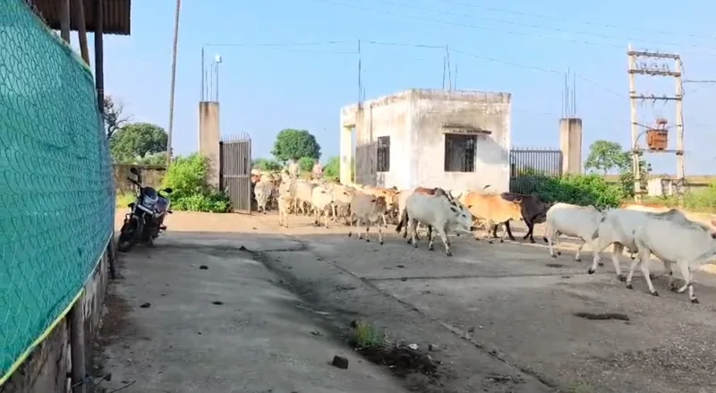 शहर की सड़कों से हटाए गए निराश्रित गोवंश