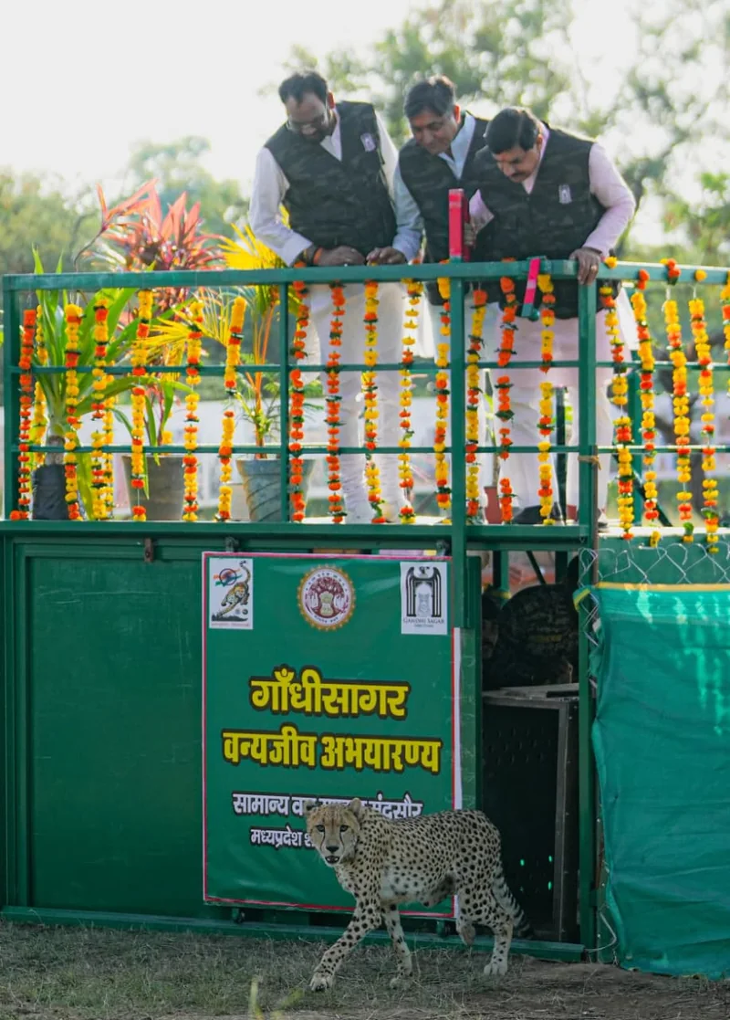 मुख्यमंत्री डॉ. मोहन यादव ने गांधी सागर अभयारण्य में छोड़ी मादा चीता ‘राधा’