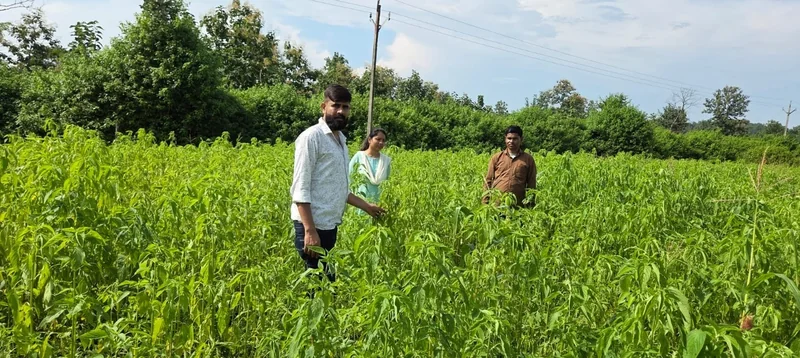 चिया की खेती ने बदली किसान तीरथ उईके की खेती की तस्वीर